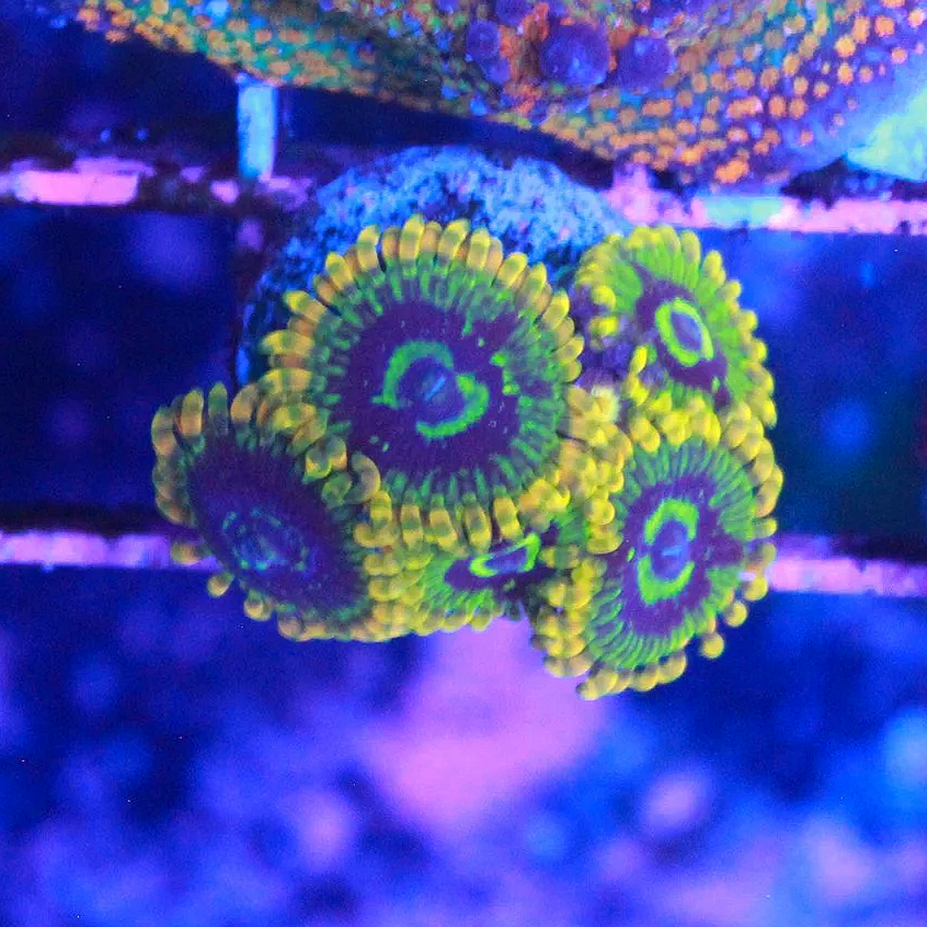 WYSIWYG Rainbow Yoda Zoa CHUNK - 5 polyps