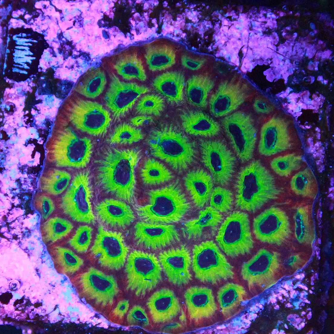WYSIWYG Lemon Lime Favia Colony