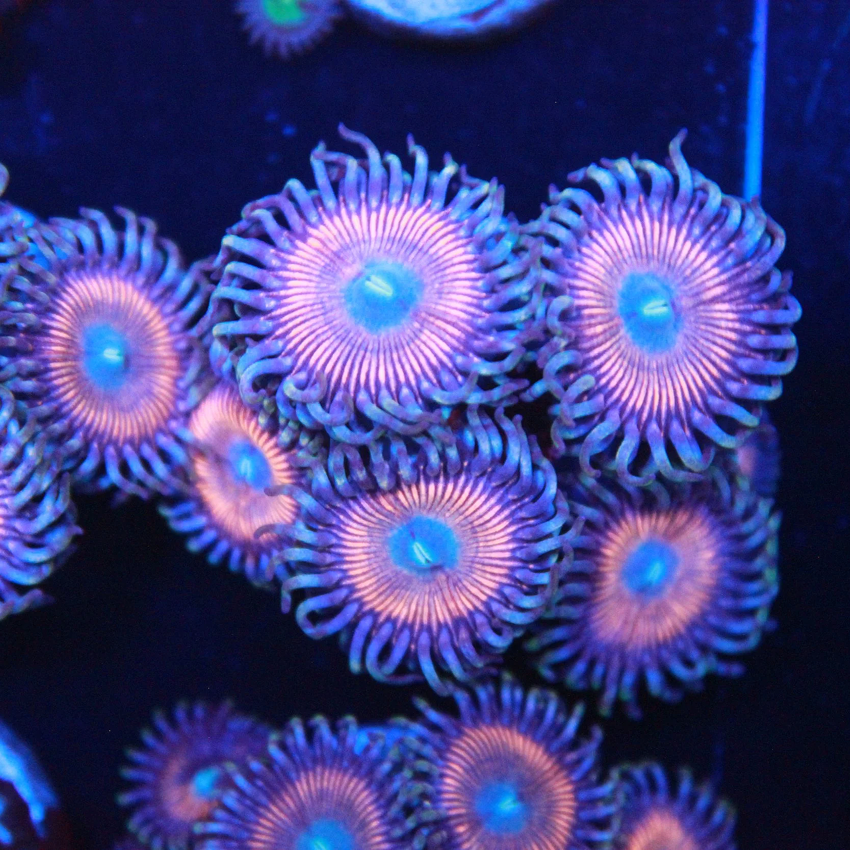 Cotton Candy Zoa 5+ Polyps