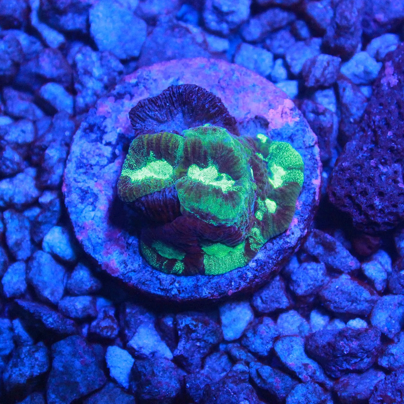 WYSIWYG Toxic Glitter Favia