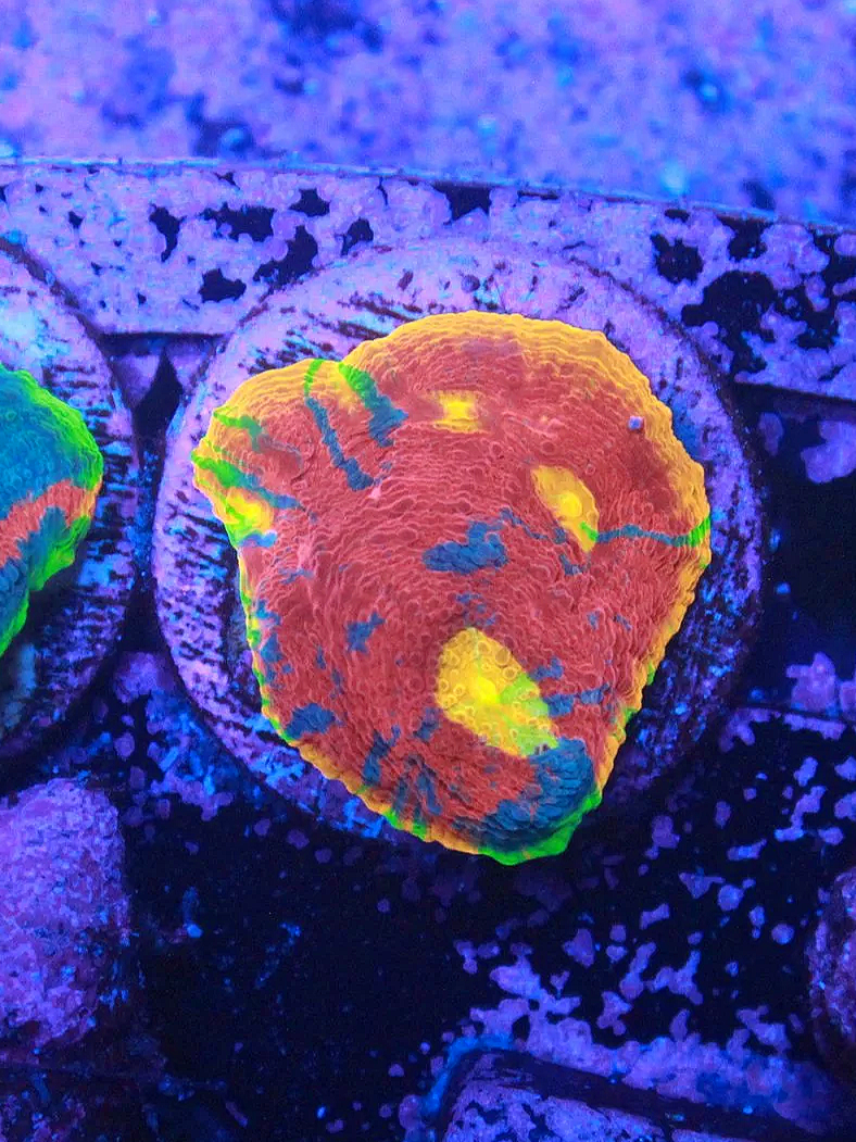 WYSIWYG SC Dynamite Rainbow Chalice Frag (Aquacultured) #1