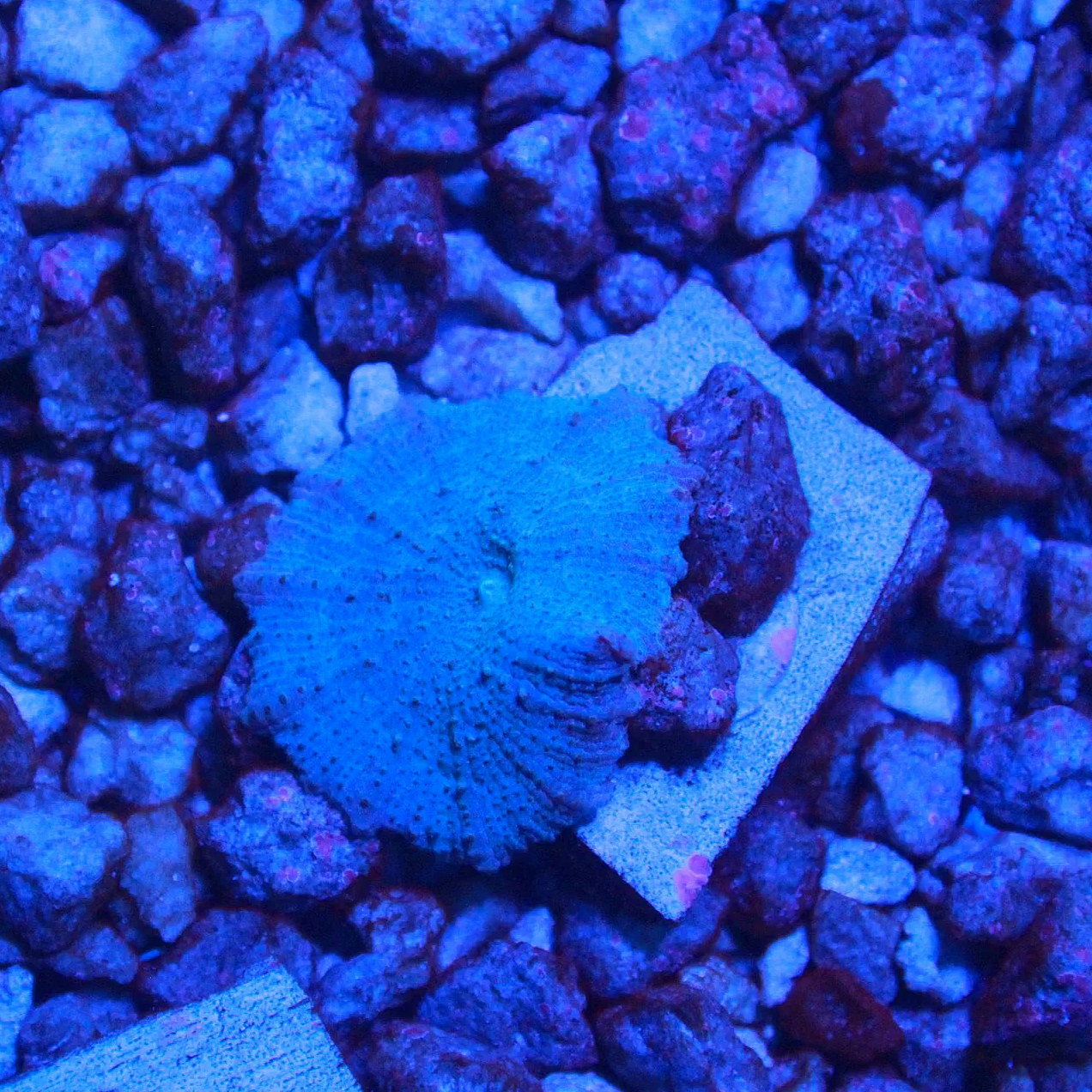 WYSIWYG True Blue Disco Mushroom
