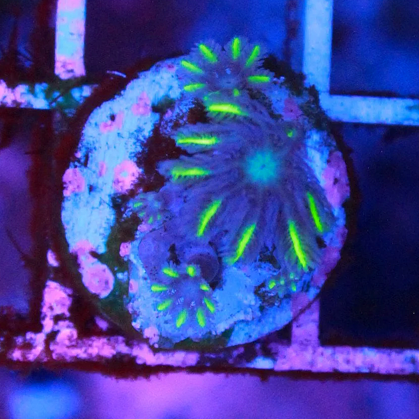 WYSIWYG Lemon Laser Clove Frag