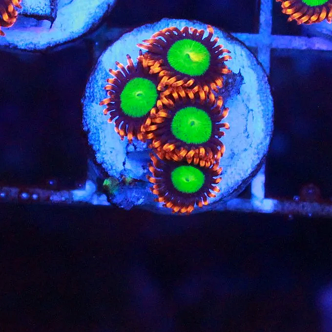 WYSIWYG Goblins on Fire Zoa - 4 polyps