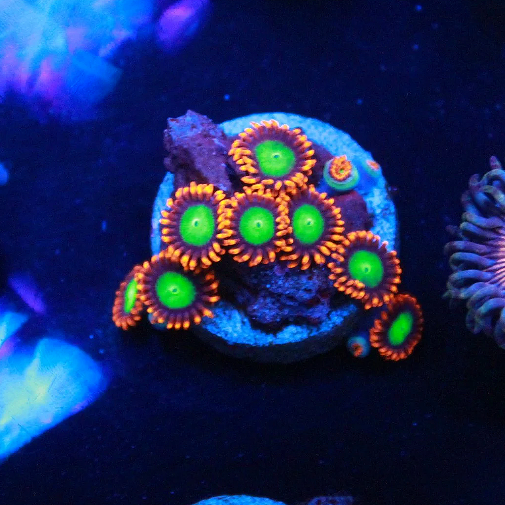 Goblins on Fire Zoa 5+ Polyps