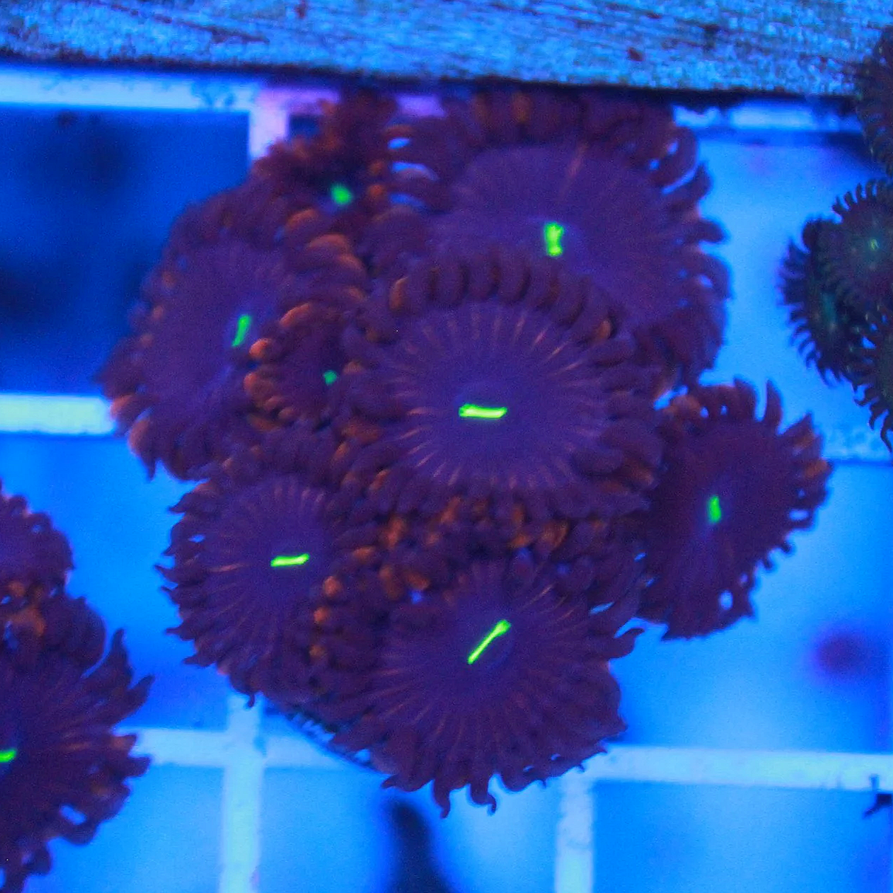 Purple People Eater Zoa 5+ Polyps