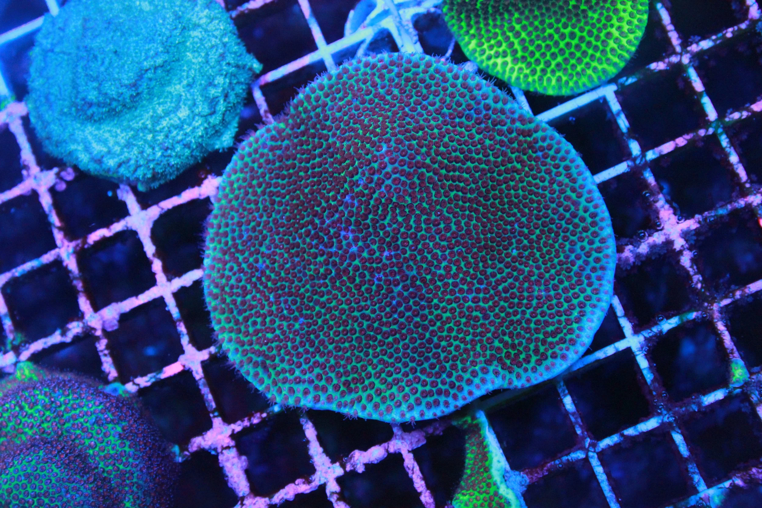 WYSIWYG Pink Sand Dollar Porites 3" Colony