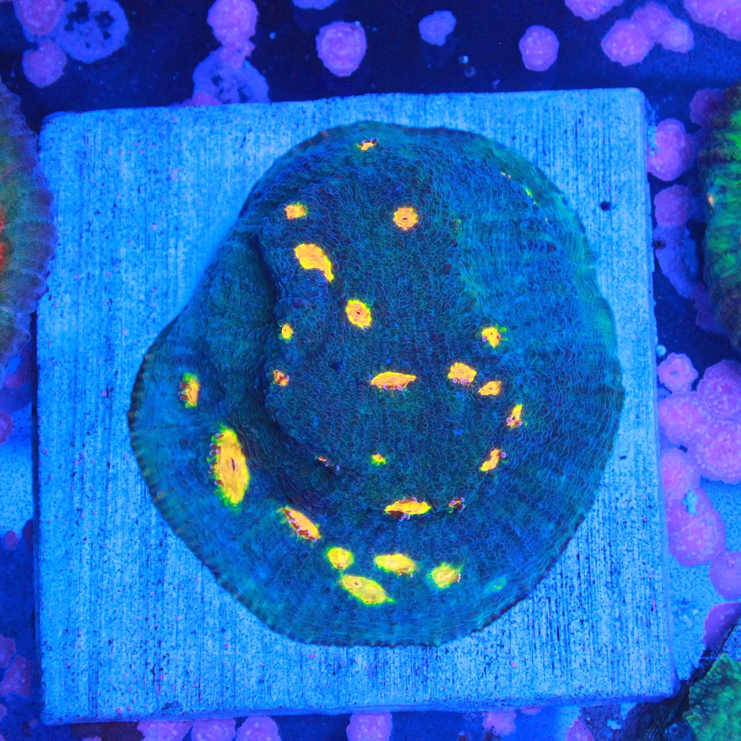 WYSIWYG Miami Hurricane Chalice 2" Colony