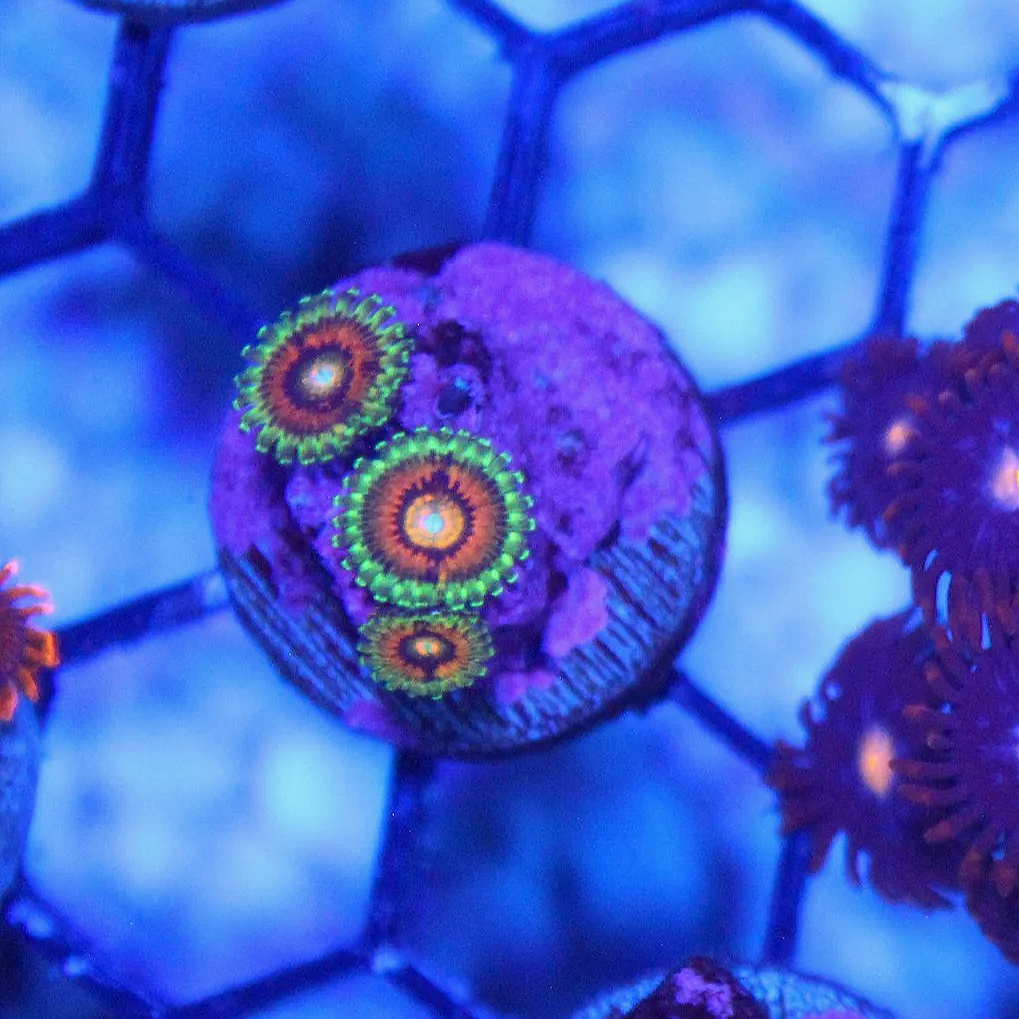 WYSIWYG Rainbow Incinerator Zoa - 3 Polyps