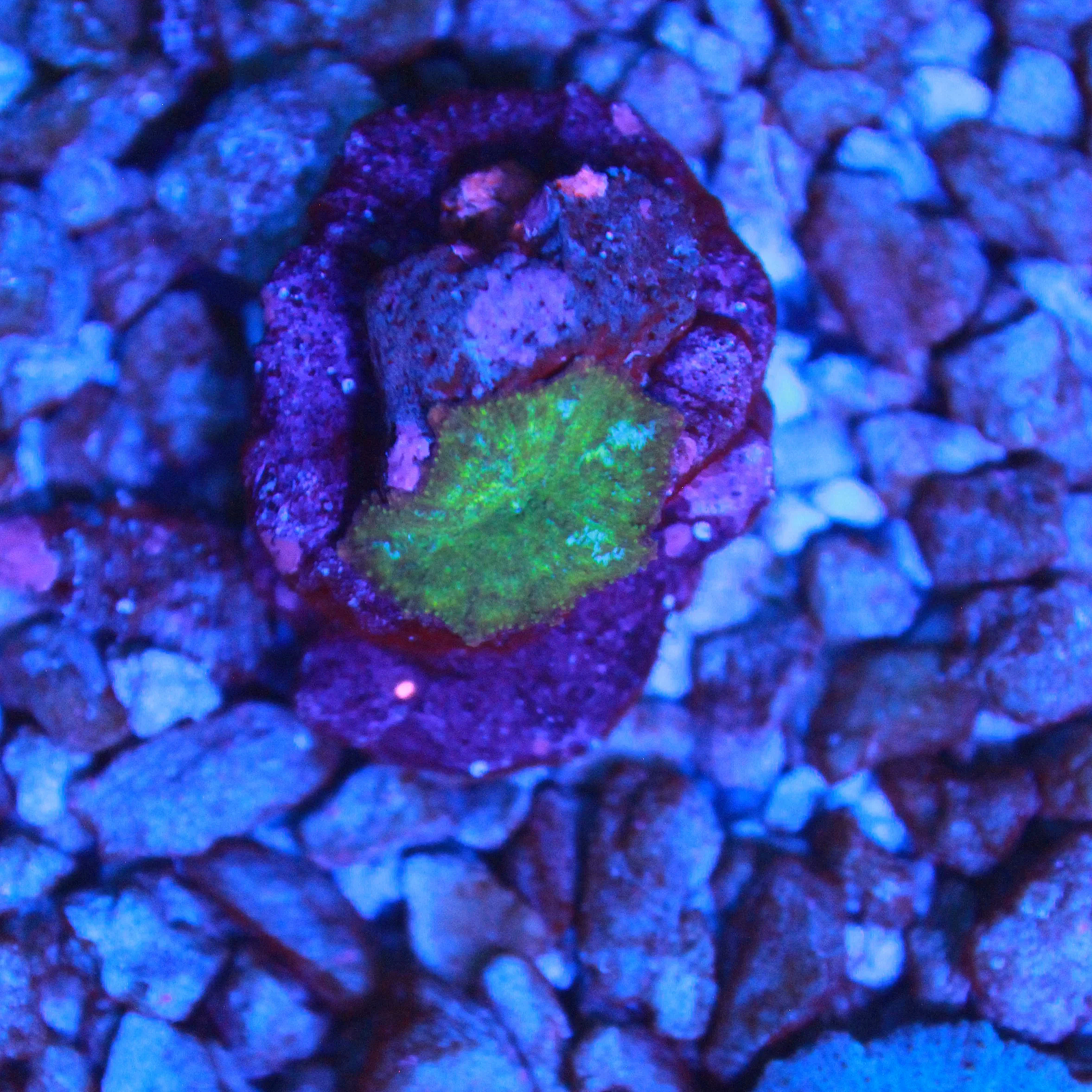 WYSIWYG Yellow and Blue Dot Rainbow Disco Mushroom