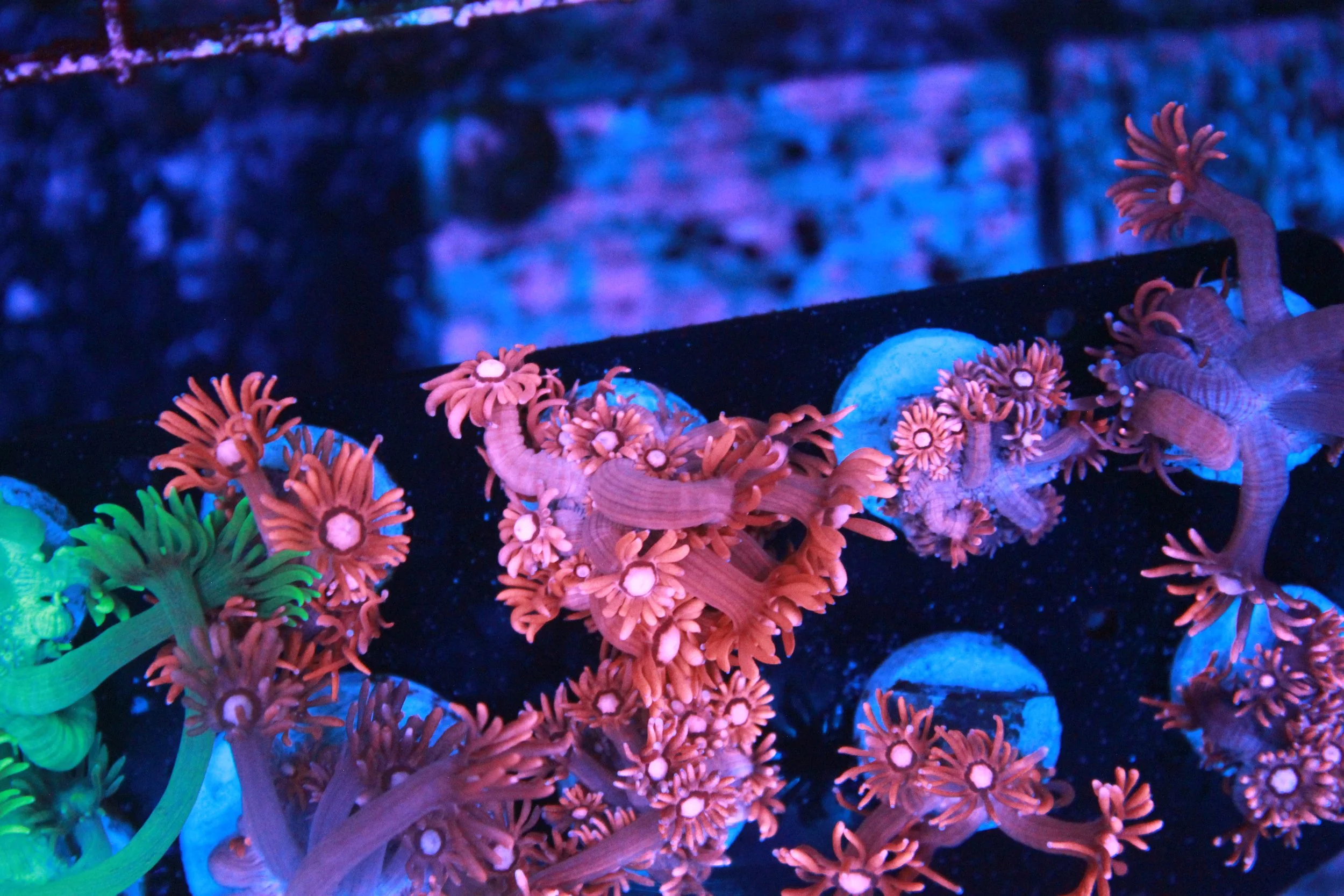 SEMI - WYSIWYG Pink w/ Pink Center Goni Frag