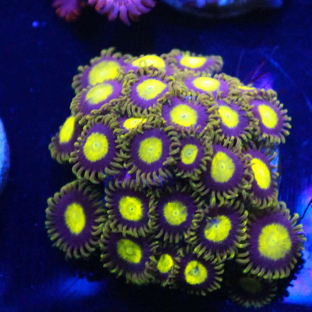 King Midas Zoa 5+ Polyps