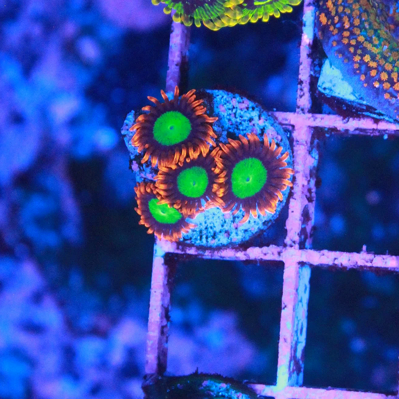 WYSIWYG Goblin on Fire Zoanthid - 4 polyp