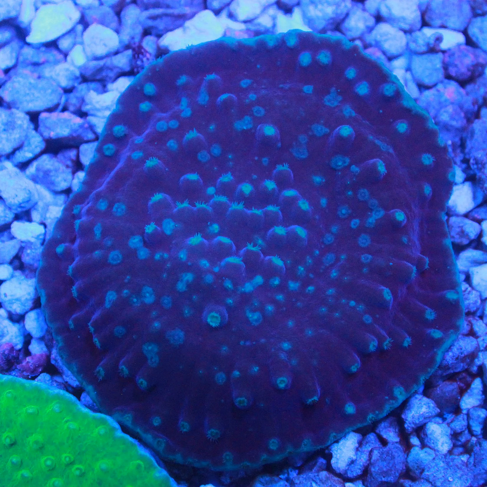 WYSIWYG Purple and Blue Pagoda Cup CHUNK