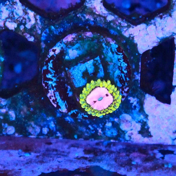 WYSIWYG Pink Diamond Zoanthid - 1 polyp