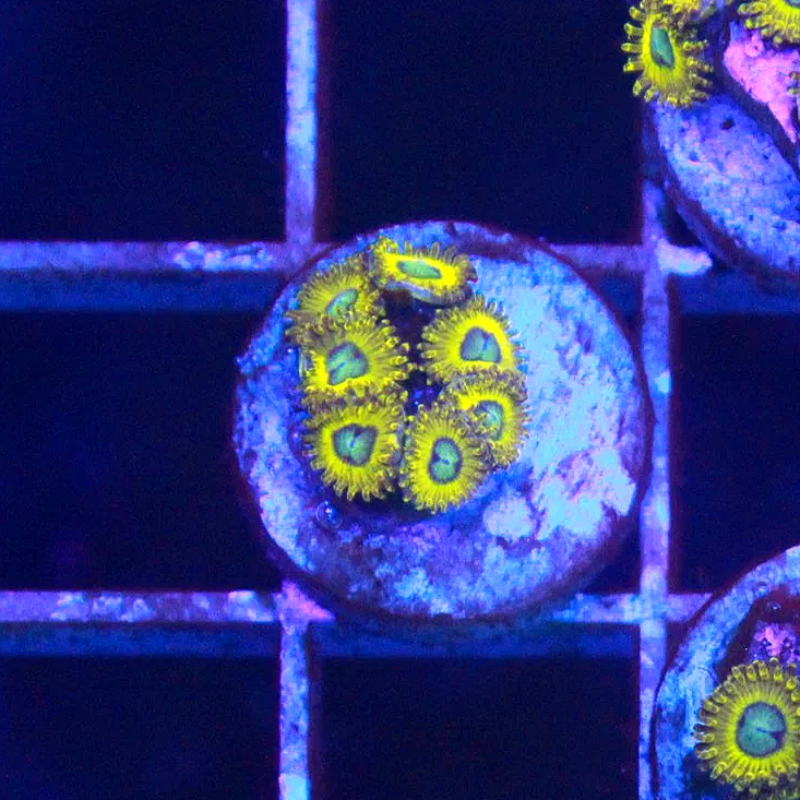 WYSIWYG Pikachu Zoa - 7 Polyps