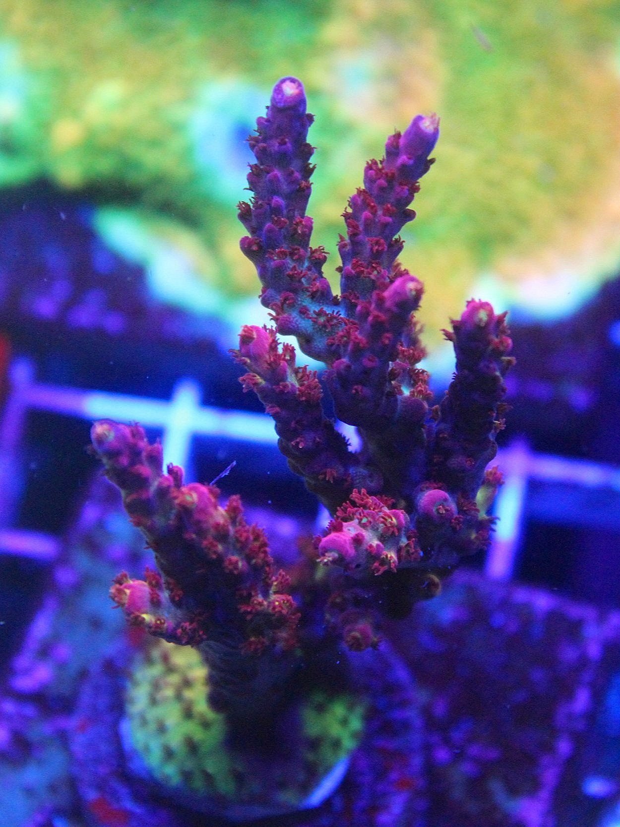 PC Rainbow Acropora