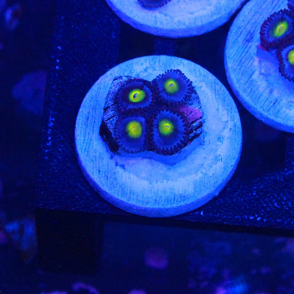 WYSIWYG AOI Zoa - 4 polyps