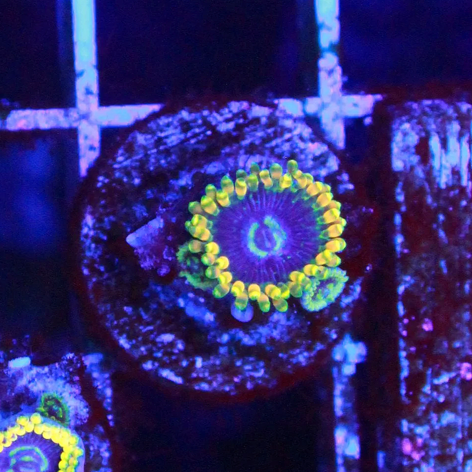 WYSIWYG Rainbow Yoda Zoa - 1 polyp w/ 2 baby polyps