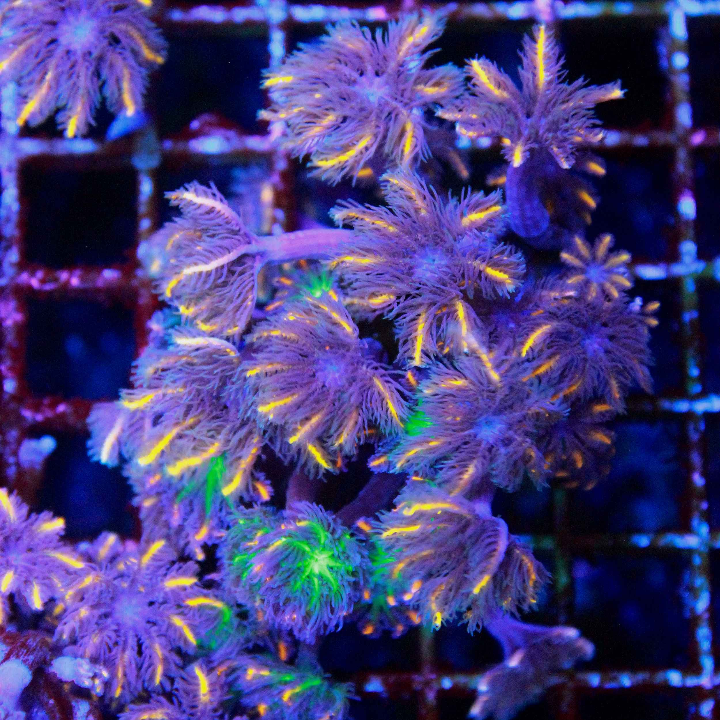 WYSIWYG TSA Candy Corn and WWC Fireworks Clove Frag