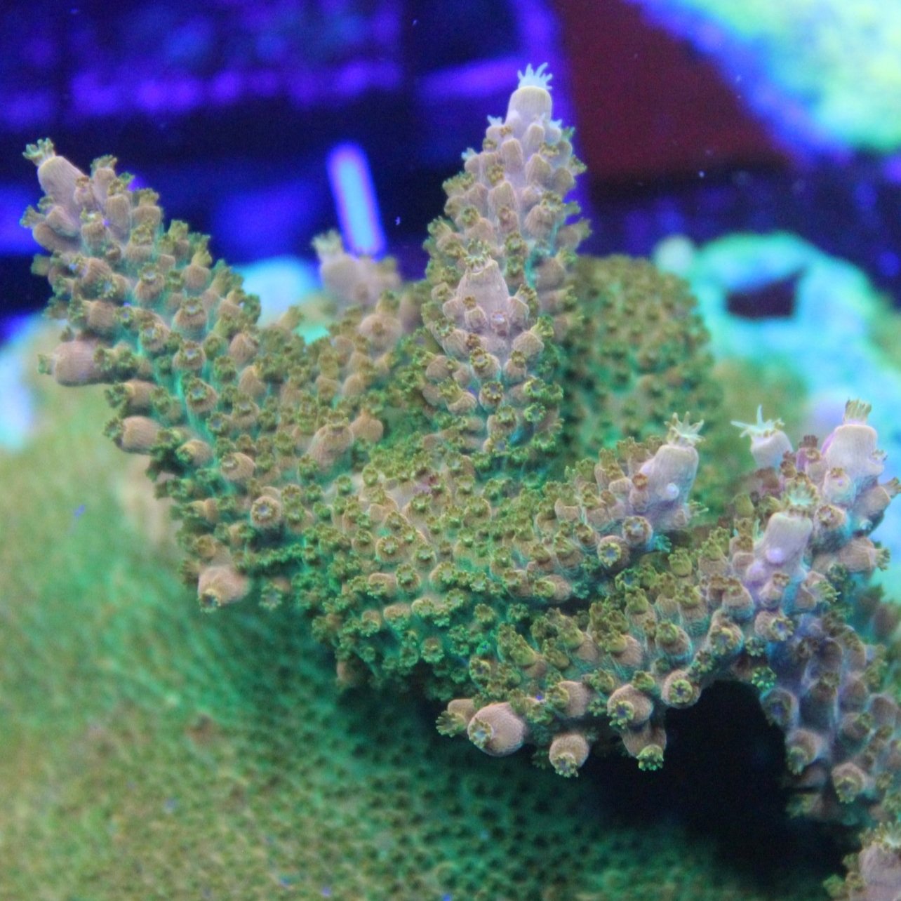 TGC Orange Creamsicle Acropora