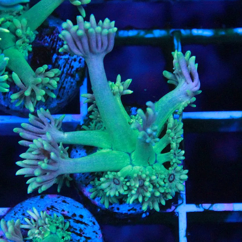 WYSIWYG Green and Purple Goni
