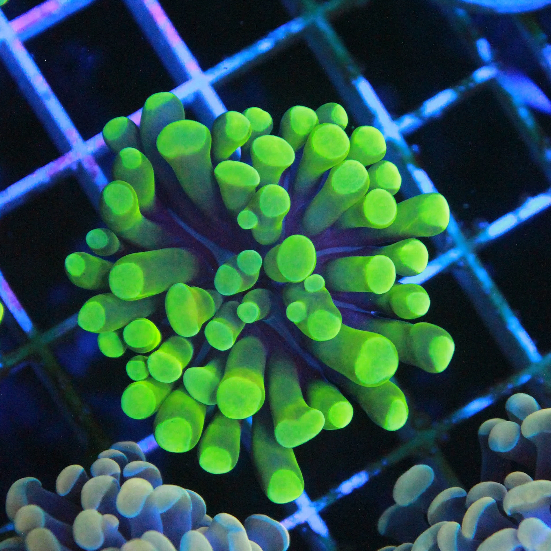 WYSIWYG Neon Frammer 1 Head Branching
