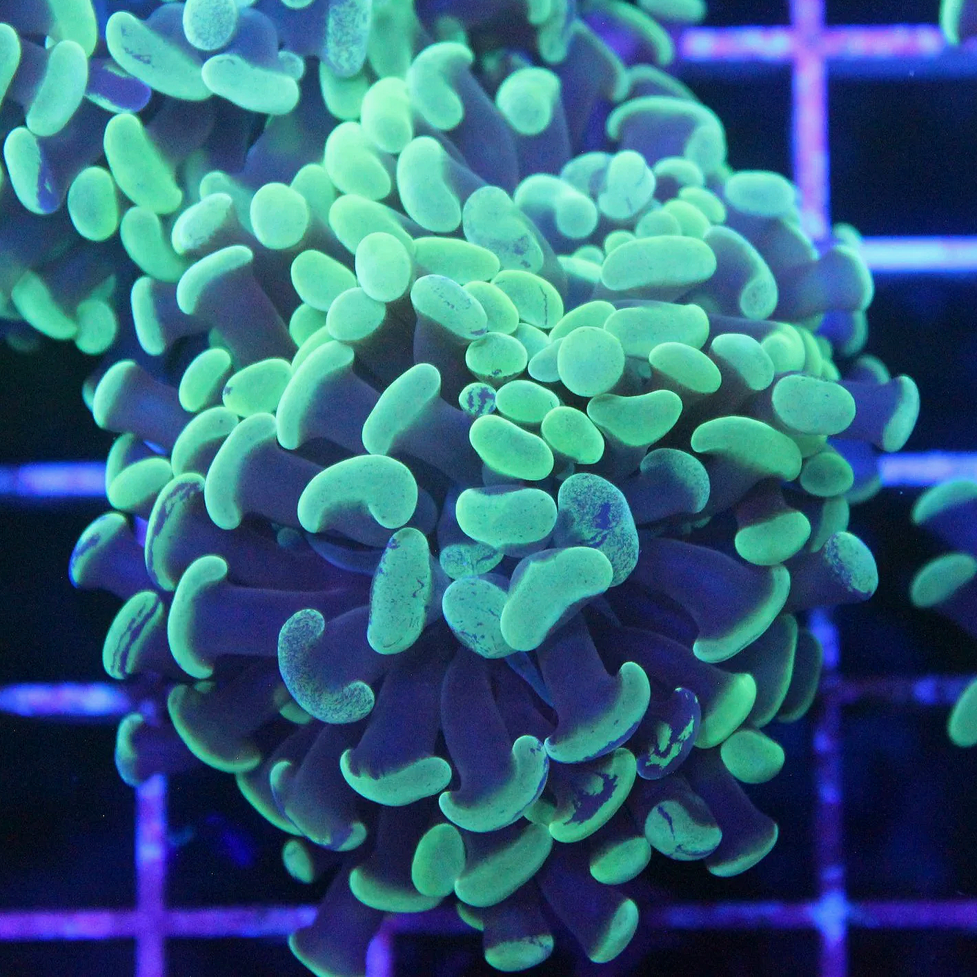 WYSIWYG Mint Green Splatter 1 Head Branching Hammer