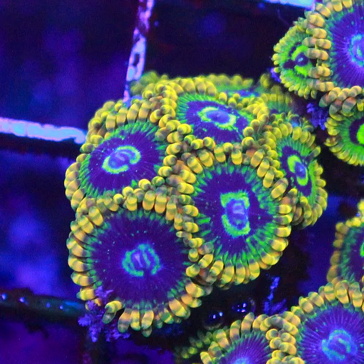 WYSIWYG Rainbow Yoda Zoa CHUNK - 9 polyps