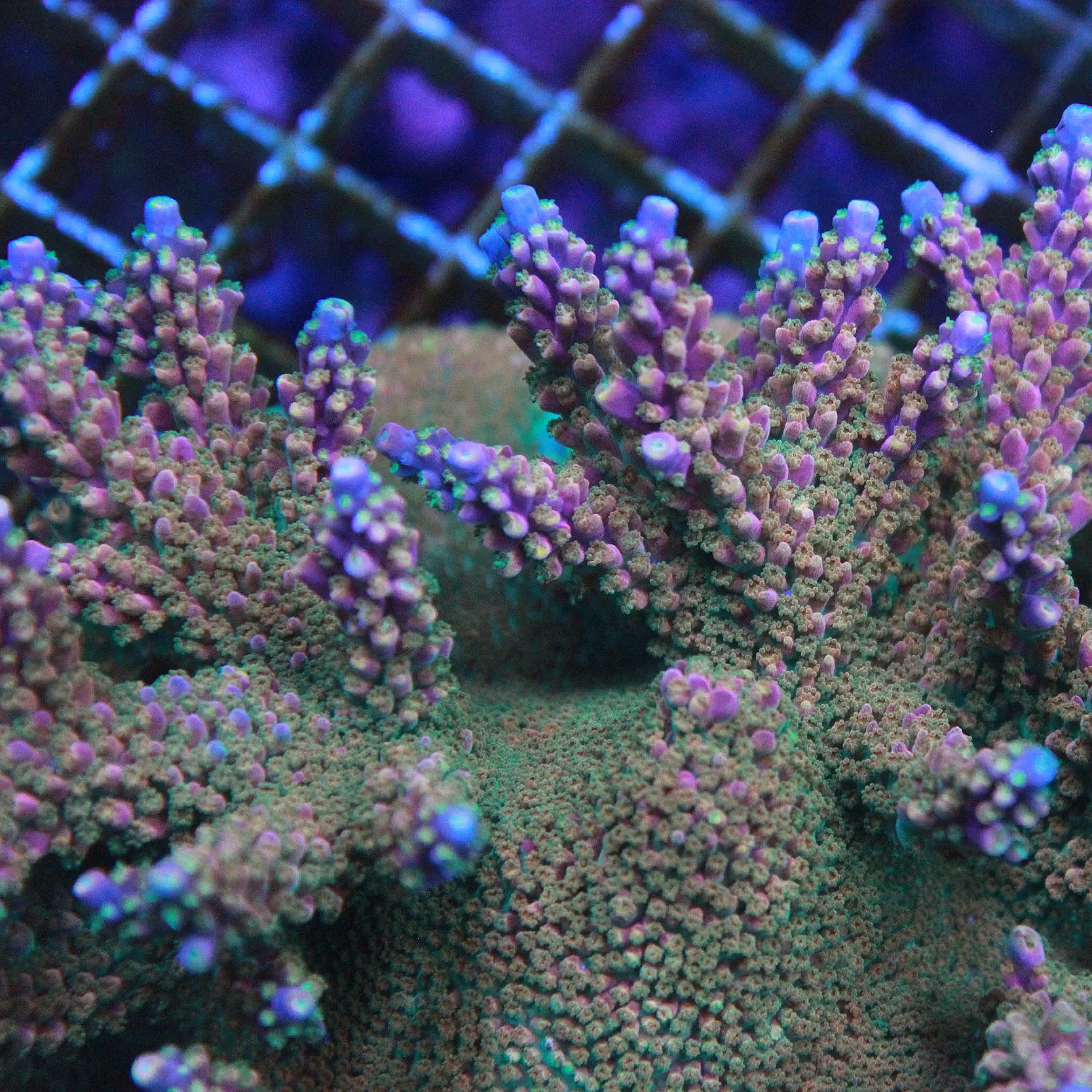 BC Bubble Bath Unicorn Acropora - Image 3