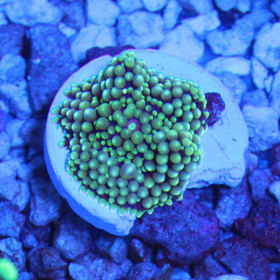WYSIWYG Ricordia Florida Mushroom