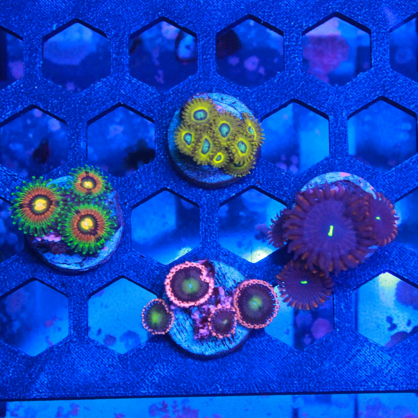 WYSIWYG "Collector Starter Kit" Zoa Pack - 4 Frags