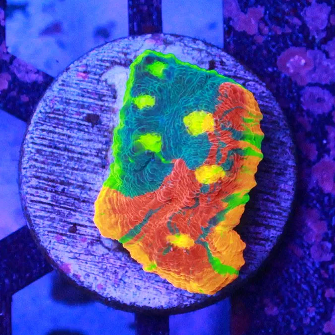 WYSIWYG SC Dynamite Rainbow Chalice Frag