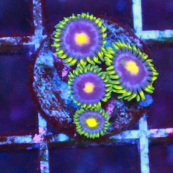 WYSIWYG OG Blow Pop Zoa - 4 Polyps