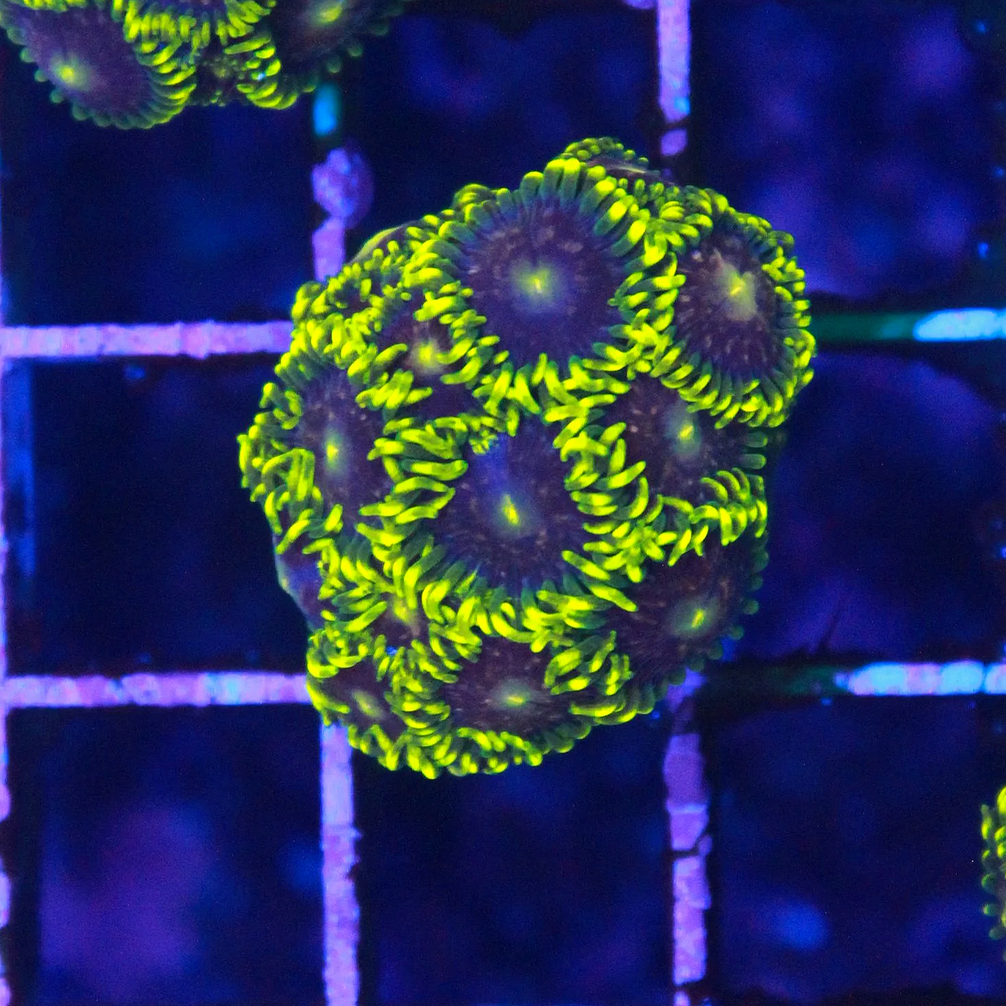 WYSIWYG Blue Steel Zoa - 10+ Polyps #2