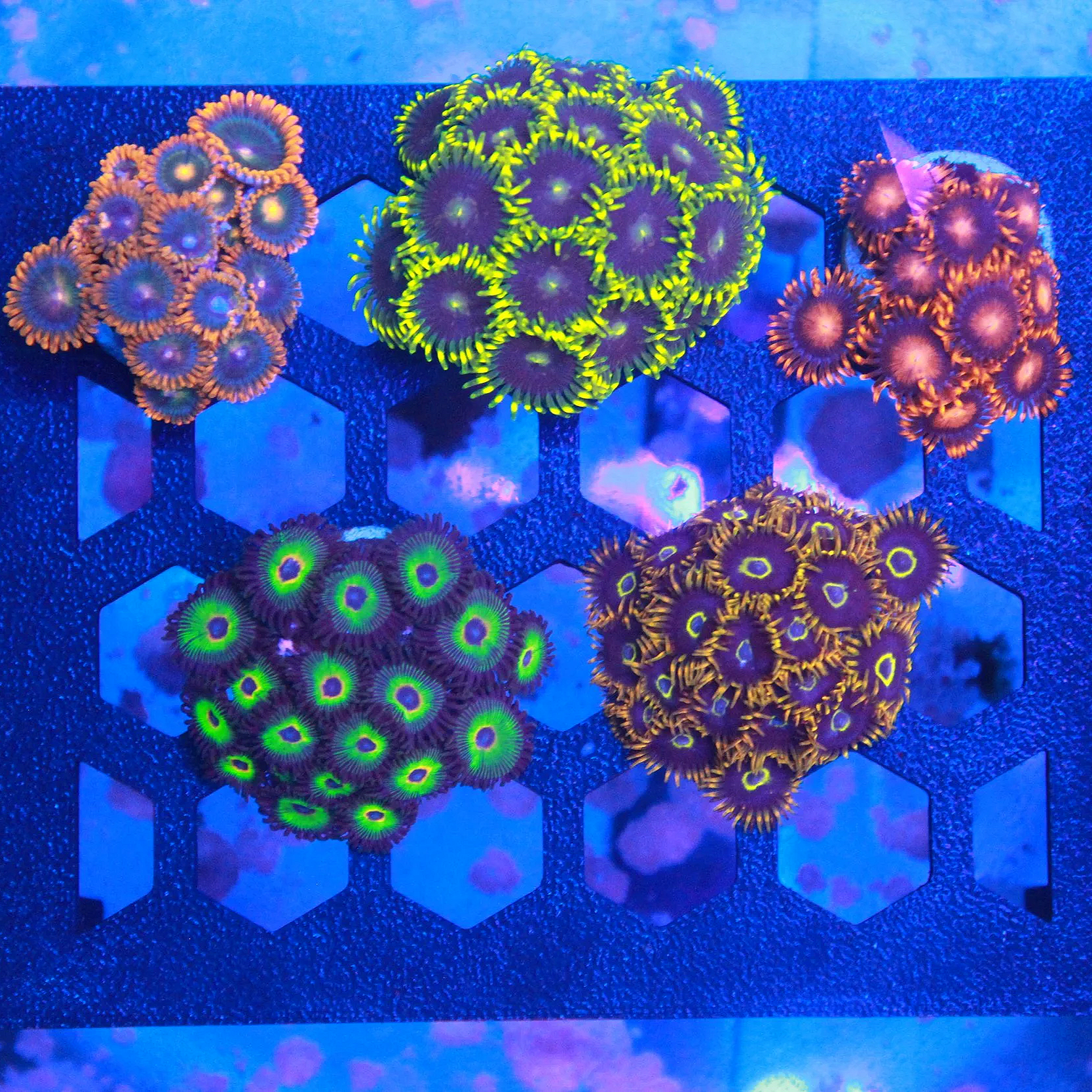 WYSIWYG "OG" Zoa Pack - 5 CHUNKY Frags