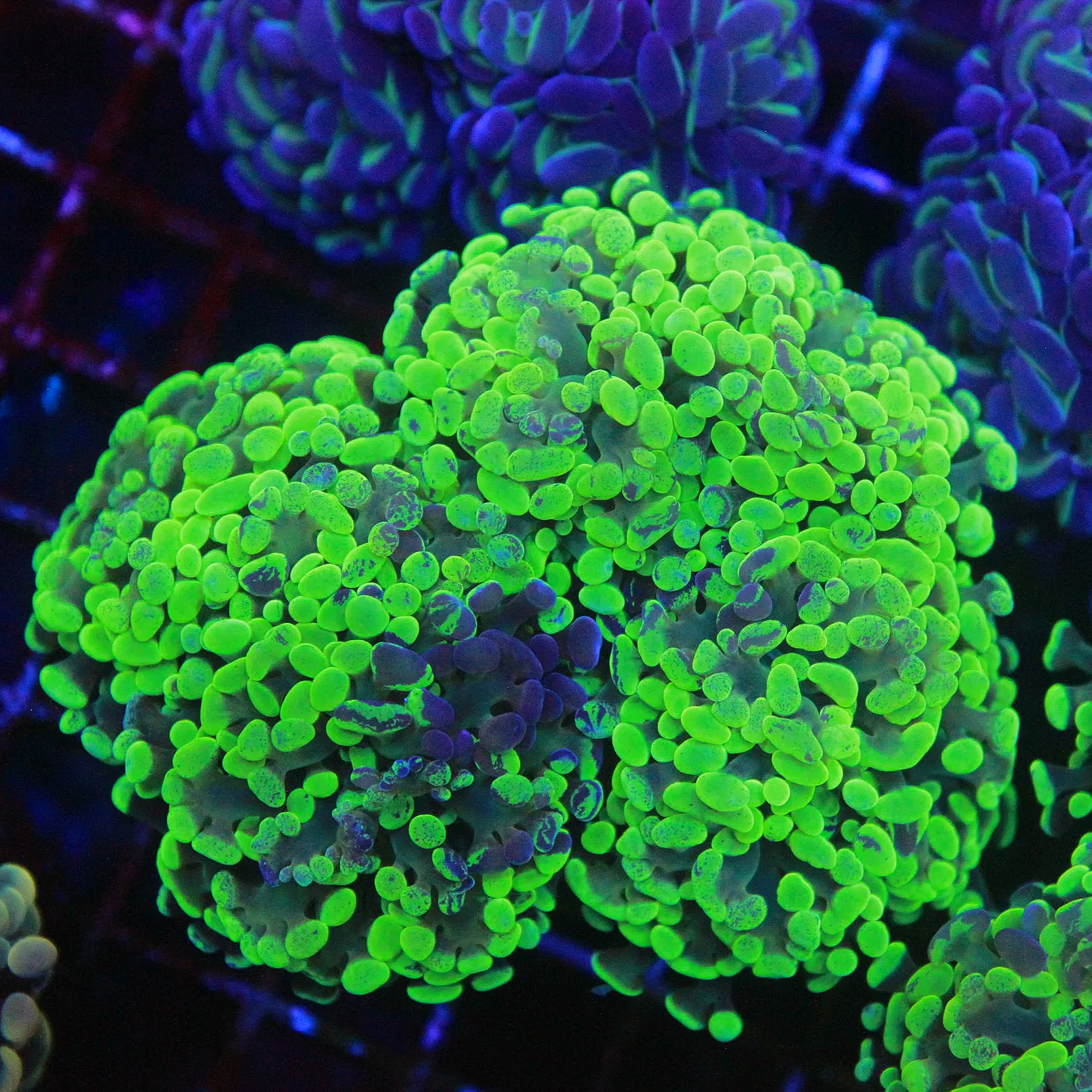 IMG_1765.png