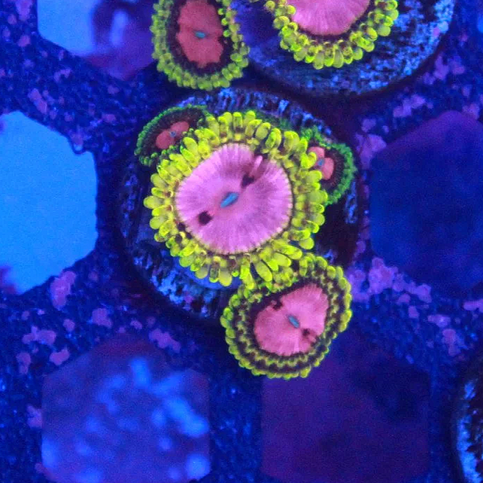 WYSIWYG Pink Diamond Zoa Frag - 2+ Polyps #2