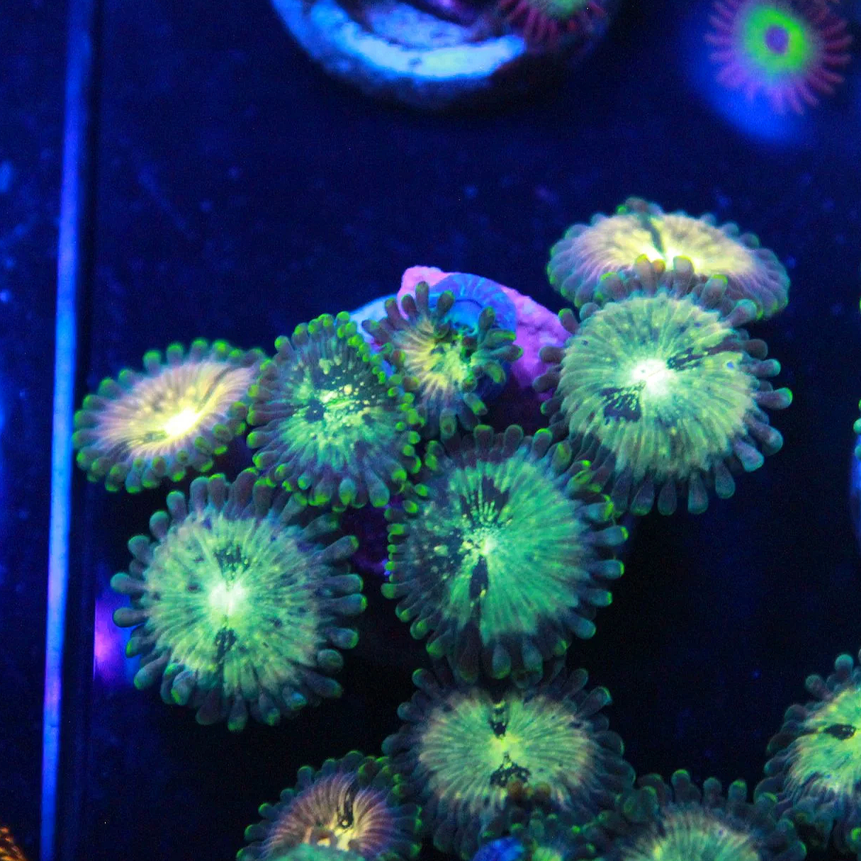 Hawaiian People Eater Zoa 5+ Polyps - Image 1