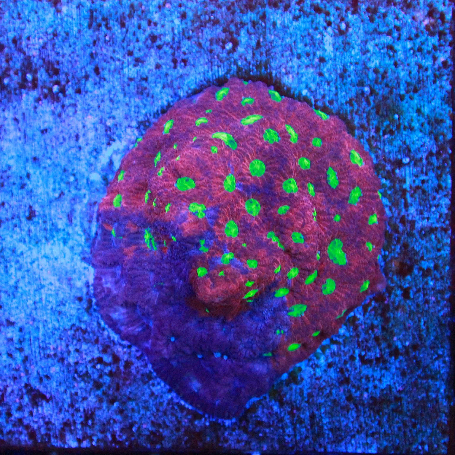 WYSIWYG Rainbow War Coral Mini Colony 2