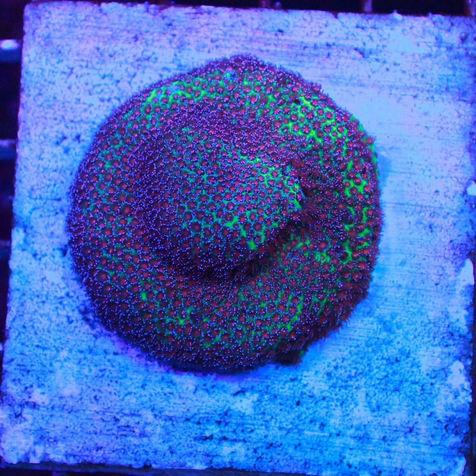 WYSIWYG Screaming Demon Porites Colony