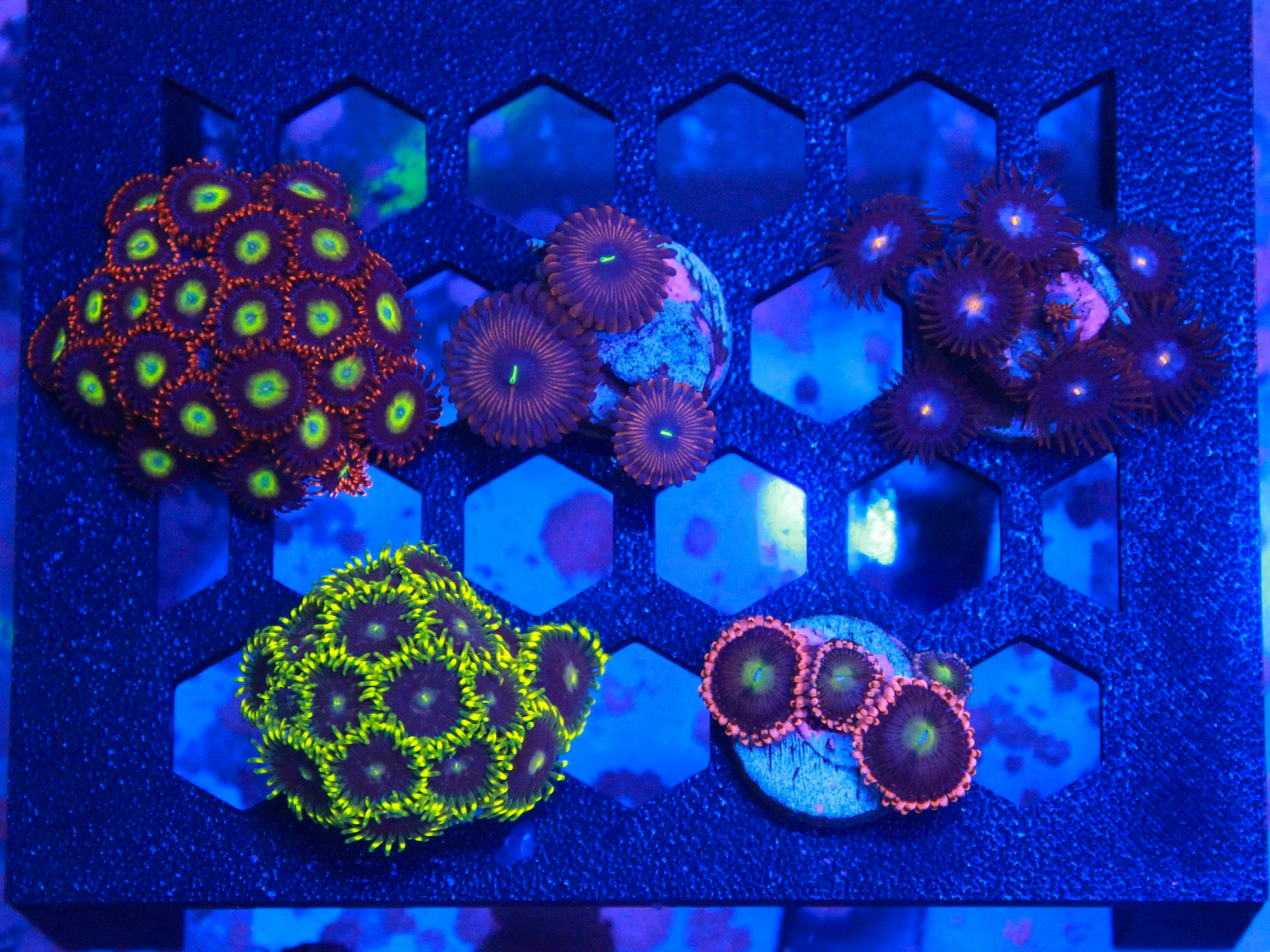 WYSIWYG Zoa Pack - 5 Frags