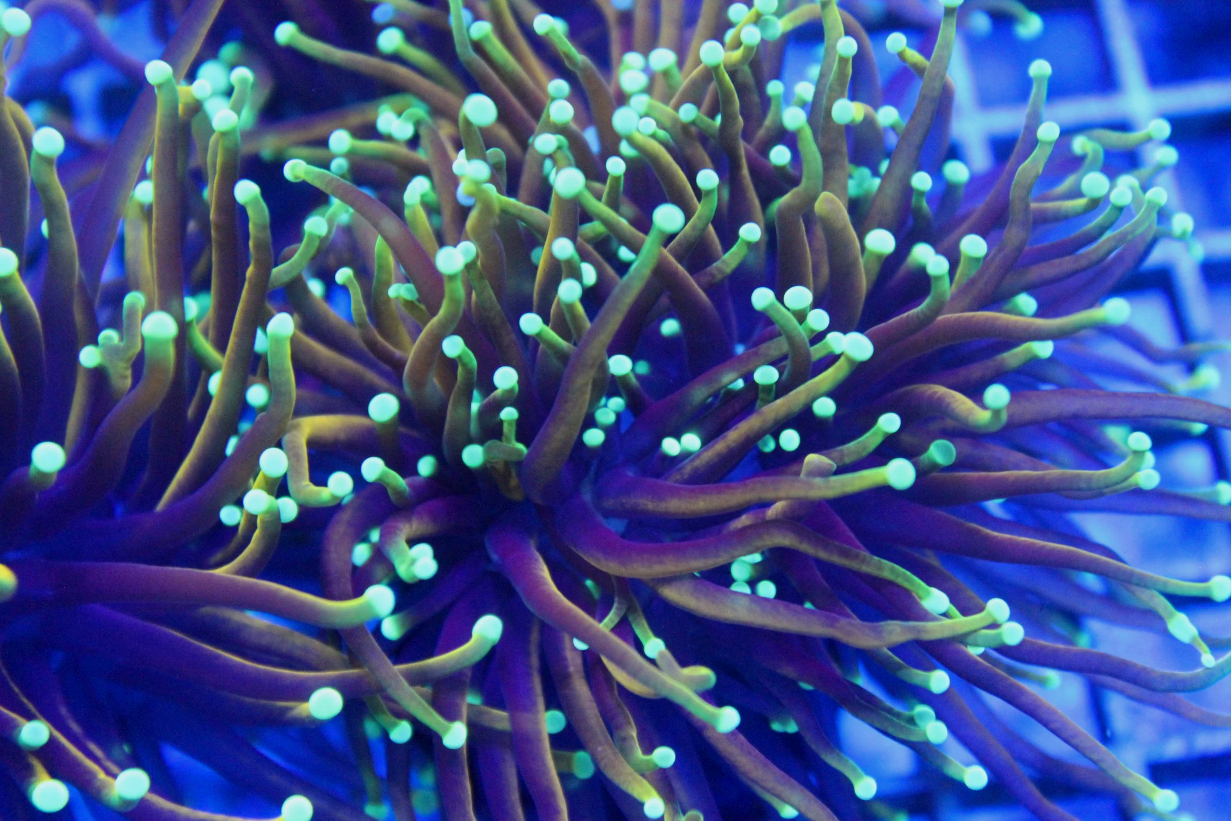 Close-up of a glowing coral with long, thin, yellow tentacles under blue lighting.