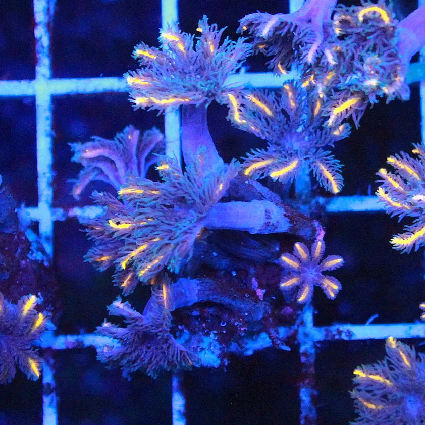 WYSIWYG TSA Candy Corn Clove Frag #2