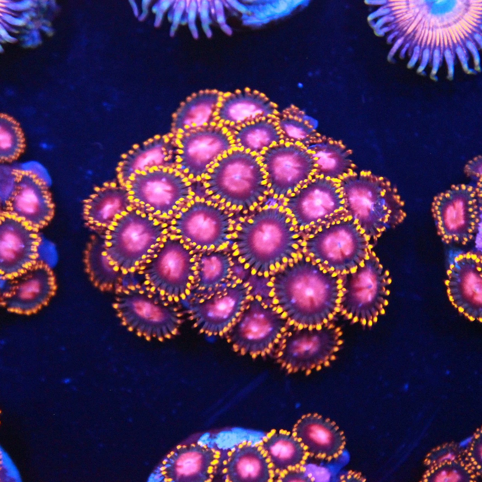 KH Sunburst Zoa 5+ Polyps