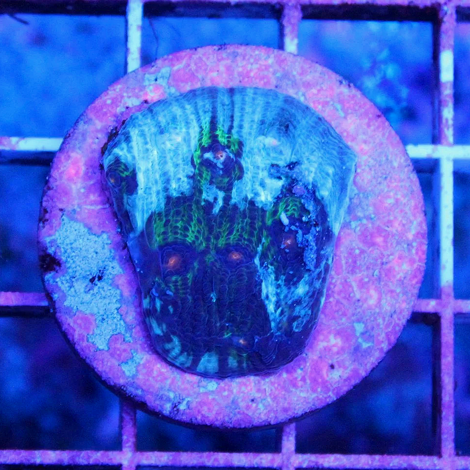 WYSIWYG Avatar Chalice Frag #1