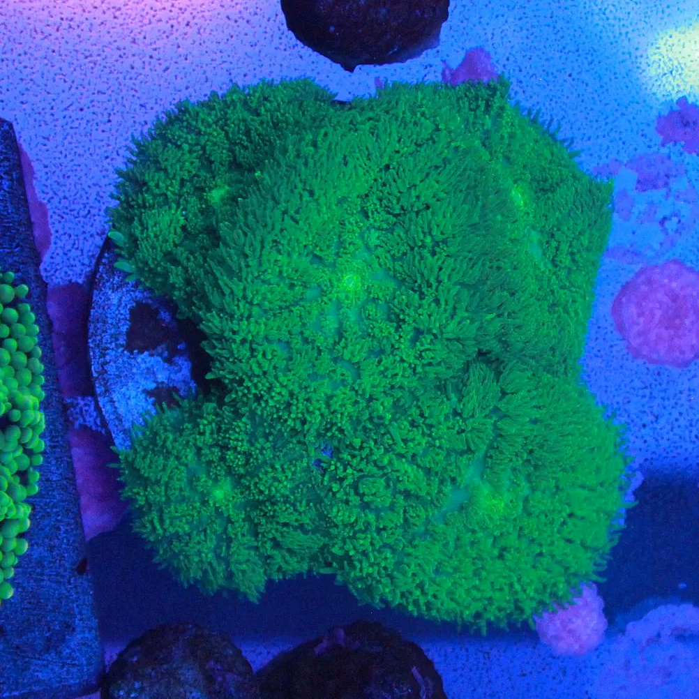 WYSIWYG Green Rhodactis Mushroom Mini Colony