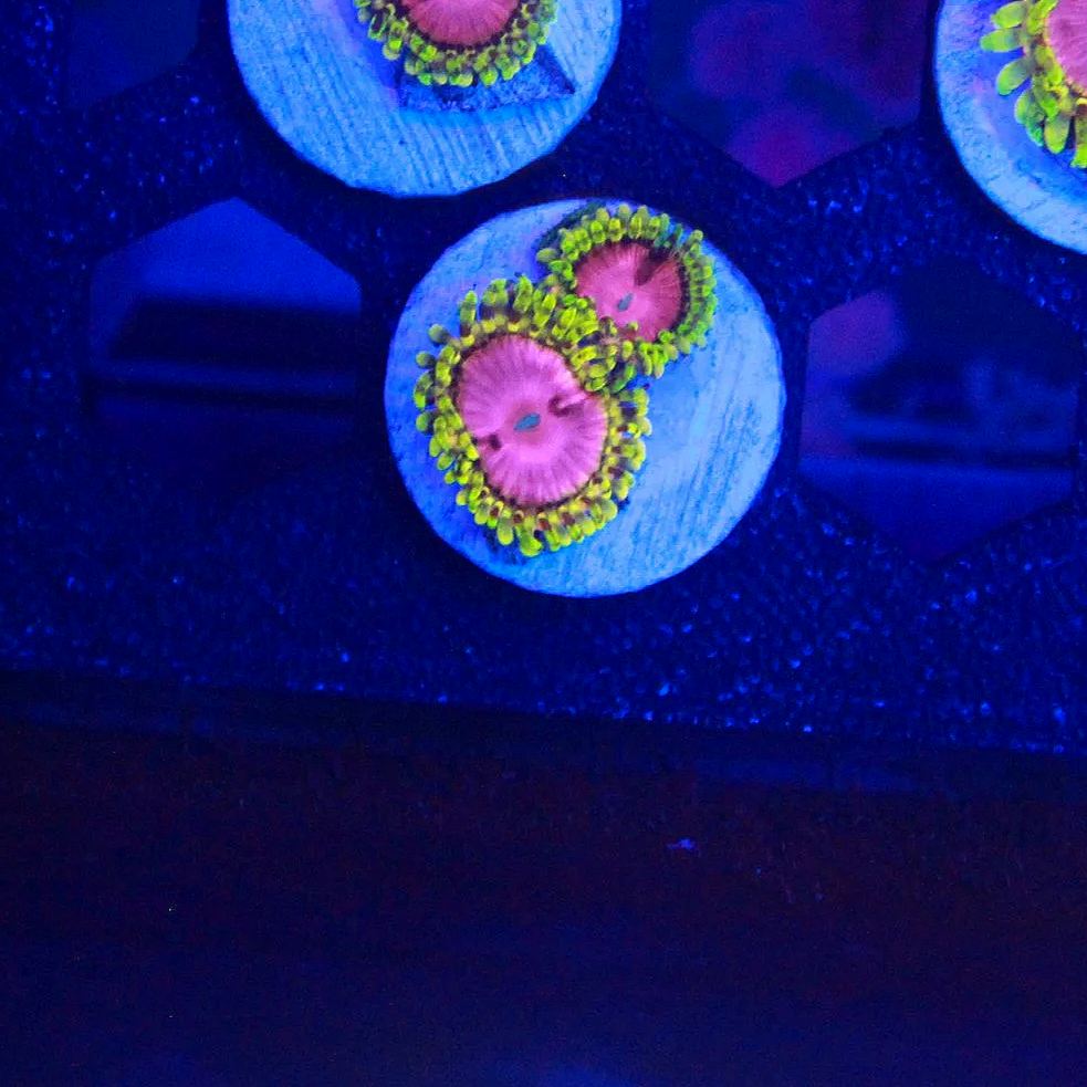WYSIWYG Pink Diamond Zoa Frag- 2 Polyps