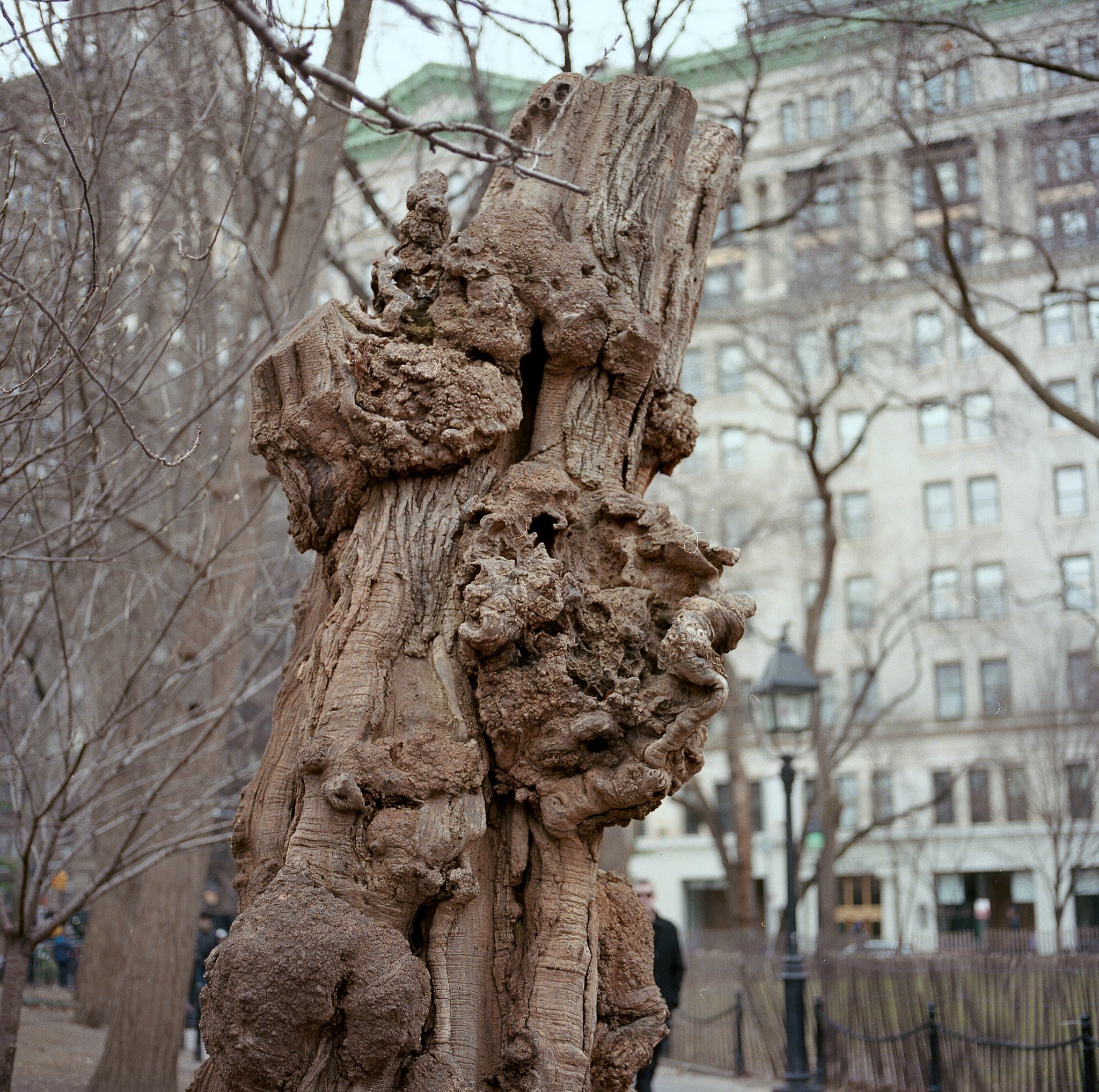 Gnarled Remains, Washington Square Park