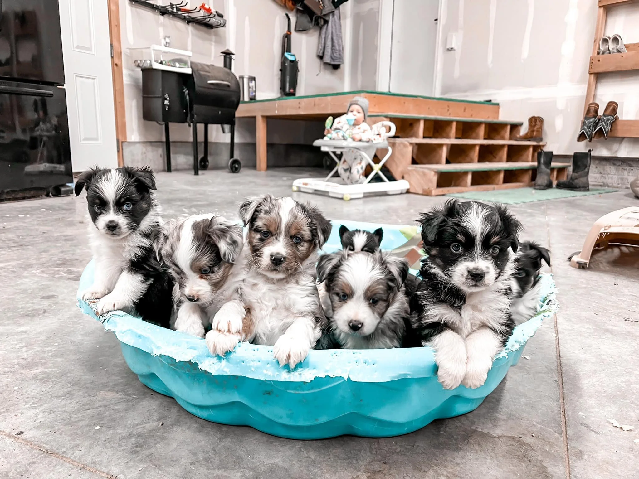 Crystal Ridge Kennels Available Pups — Crystal Lake Kennels